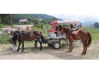 Abant Milli Parkı'nda at ve fayton faaliyetleri sonlandırıldı