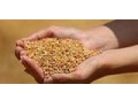 Çiftçilere buğday ve arpa desteği