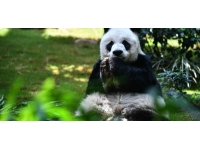 En yaşlı erkek dev panda 35 yaşında öldü