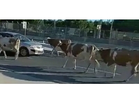 İstanbul'da caddeye çıkan sürü trafiği aksattı