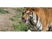 Nesli tükenmekte olan kaplanların sayısı 7 yılda yüzde 40 arttı