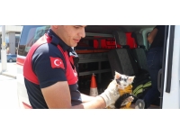 Otomobilin kapısına sıkışan kediyi itfaiye kurtardı