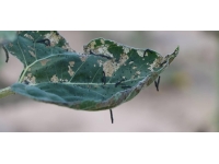 Bilecik'te çayır tırtılı ile mücadele başladı