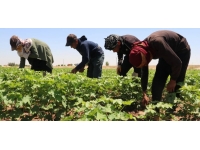 Şanlıurfa'da pamukta rekolte beklentisi yüksek