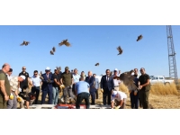 Tekirdağ'da 800 keklik doğaya salındı