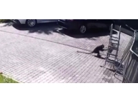 Rusya'da küçük kıza maymun saldırdı