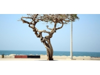 50 yıllık simge ağacın kurutulmasına görevden uzaklaştırma