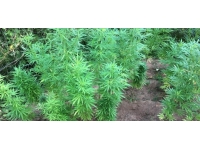 Fındık bahçesinde Hint keneviri yetiştiren 2 şüpheli gözaltına alındı