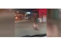 Rize'de ilçe merkezine inen ayı görüntülendi