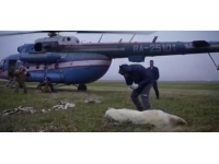 Rusya'da ağzı teneke kutuya sıkışan kutup ayısı kurtarıldı