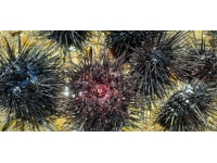 Mersin'de 37 zehirli deniz kestanesi tespit edildi