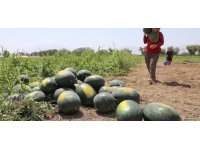 Iğdır karpuzunda rekolte beklentisi 25 bin tonun üzerinde