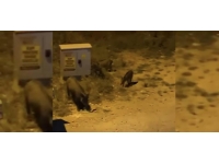 Bursa'da aç kalan domuz sürüsü şehre indi