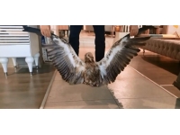 Bitkin halde bulunan kızıl akbaba, ekiplere teslim edildi