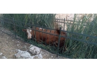 Adıyaman'da dereye düşerek mahsur kalan inek kurtarıldı