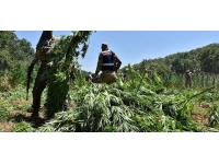 Hatay'da 6 bin 983 kök Hint keneviri bulundu