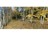 Ardahan'da ormanlık alanlara giriş yasağı