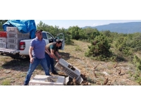 Karabük'te doğaya 500 sülün salındı