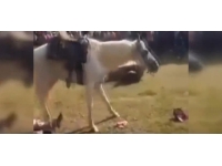 Atın çarptığı kişi hayatını kaybetti