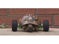 Fare saldırısına uğrayan kaplumbağaya tekerlek bacak yapıldı