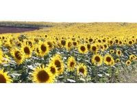 Yozgat'ta ayçiçeği ekim alanı 4,5 kat arttı