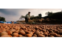 Giresun'da fındık hasat tarihleri belirlendi