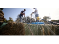 Balık avcılığında yeni dönem: Karekodlu marka zorunluluğu geliyor