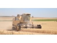 Niğde'de buğdayda yaklaşık yüzde 20 verim artışı bekleniyor