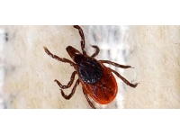 Sivas'ta KKKA şüphesiyle ölüm