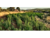 Diyarbakır'da Eren Abluka-28 Operasyonu: 3 milyon 57 bin kök kenevir ele geçirildi