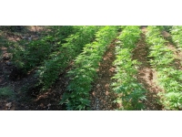 Adana'da uyuşturucu operasyonu: 2 gözaltı