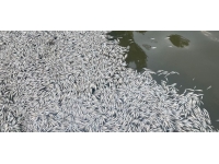 Bursa'da balık ölümlerine ilişkin inceleme başlatıldı