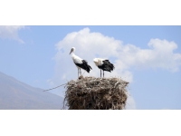 Köylüler yıllardır Ağrı'dan göç etmeyen leyleklere özenle bakıyor