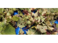 Düzce'de fındık hasadı tarihi belirlendi