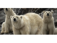 İklim değişikliği kutup canlılarını tehdit ediyor