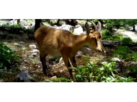 Hakkari'de dağ keçisi sürüsü yola indi