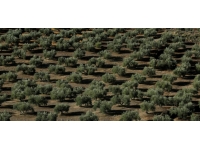 İspanya'da yüksek sıcaklık zeytinyağı üretimini tehdit ediyor