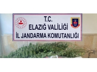 Elazığ’da varil içerisine zulalanmış kenevir ele geçirildi
