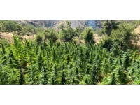 Bingöl'de 3,3 milyon kök kenevir ele geçirildi