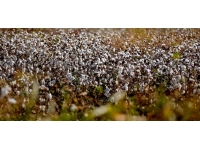 Diyarbakır'da "Pamukta Akıllı Sulama Çözümleri Günü" etkinliği