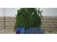 Karasu'da düzenlenen operasyonda kenevir ele geçirildi