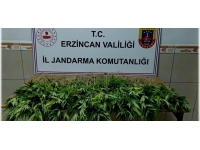 302 kök kenevir bitkisi ele geçirildi