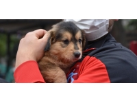 Kayseri'de Hayvanları Koruma Kanunu'na uymayanlara 513 bin lira ceza