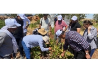 Şırnak'ta "Tarla Okulu" etkinliği yapıldı