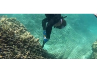 ABD'de çevre gönüllüleri denizi temizlemek için seferber oldu: 45 ton çöp toplandı