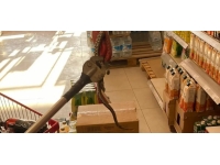 Market rafında bulunan yılan doğaya bırakıldı