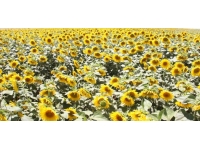 Karaman’da ayçiçeği ekimi yüzde 50 arttı