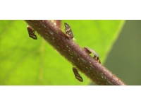 İstanbul'da da görülen "vampir kelebek" vatandaşları rahatsız ediyor