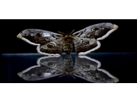 Antalya'daki "böcek müzesi" 530 türe ev sahipliği yapıyor