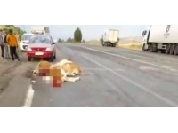 Tır, yoldan geçen büyükbaş hayvan sürüsüne daldı